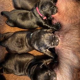 Girl 2 - Black female Labrador Retriever puppy in Colorado City, Colorado from Labrador emPAWrium