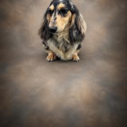Pebbles - Dachshund