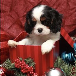 Cavalier King Charles Spaniel Puppies from Whisper Wood Acres