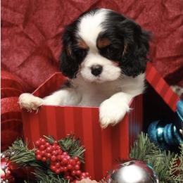 Cavalier King Charles Spaniel Puppies from Whisper Wood Acres