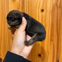 Girl 3 - Red and white female Bulldog puppy in Wolf Creek, Oregon from Dejah Bleu Bulldogs
