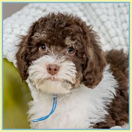 Hugo - Phantom male Bernedoodle puppy in Connersville, Indiana from Deaz Doodle Ranch