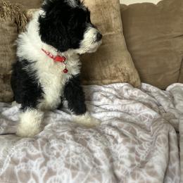 Sheepadoodle Puppies from Lilly’s Bobtails