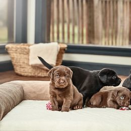Labrador Retriever Puppies from Silver State Service Dogs, LLC