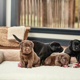 Labrador Retriever Puppies from Silver State Service Dogs, LLC