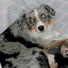 Montana - Miniature Australian Shepherd