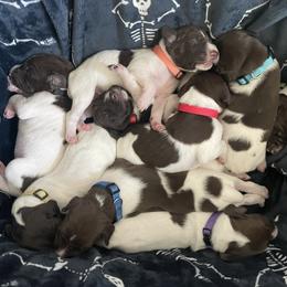 German Shorthaired Pointer Puppies from TTR GSP TopDog Kennels
