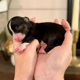 Sapphire- blue collar - Tri-color male Bernedoodle puppy in Salt Lake County, Utah from Coco Avenue Pups