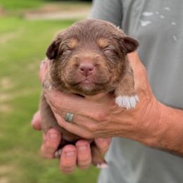 Aspen - Red tri-color female Australian Shepherd puppy in Nicholasville, Kentucky from Sugar Creek Aussies