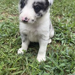 Spangle - Blue merle male Border Collie puppy in Cedartown, Georgia from Ferguson Border Collies