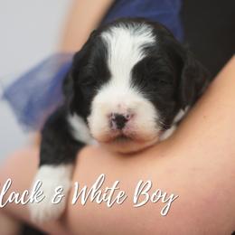 Blue Boy - Black and white male Aussiedoodle puppy in Plain City, Utah from Myers Desert Doodles