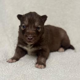 Wind - Red and white female Siberian Husky puppy in London, Ohio from Rose Trail Siberian’s