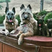 Belgian Laekenois Puppies from Cal Curly Coats Belgian Laekenois
