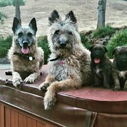 Belgian Laekenois Puppies from Cal Curly Coats Belgian Laekenois