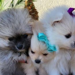 Pomeranians from PomPalace