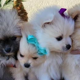 Pomeranians from PomPalace