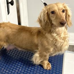 Nezzi - Dachshund