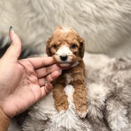 Tiramisu - Red  male Poodle puppy in Allentown, Pennsylvania from Poodles Are Mixy