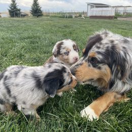 Australian Shepherd Puppies from Rocky Mountain Aussies