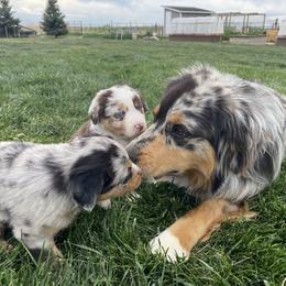 Australian Shepherd Puppies from Rocky Mountain Aussies