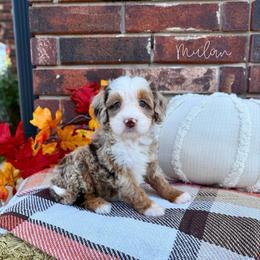 Mulan - Chocolate merle female Bernedoodle puppy in Owasso, Oklahoma from Kallams Bernedoodles & Bernese Mountain Dogs