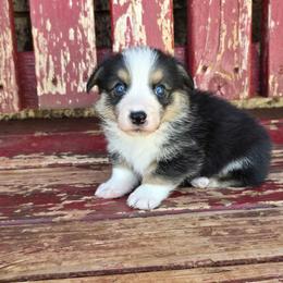 Jack - Black and tan male Pembroke Welsh Corgi puppy in Anton, Texas from X Bar's Lil Legs of Texas