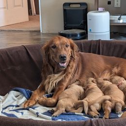 Golden Retriever Puppies from 10 Piece Golden Nugget Retrievers