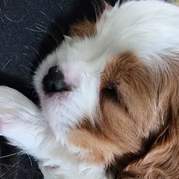 Dorothy - Blenheim Cavalier King Charles Spaniel puppy in Layton, Utah from Bill's Cavalier