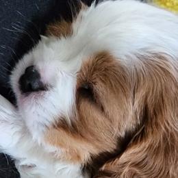 Dorothy - Blenheim Cavalier King Charles Spaniel puppy in Layton, Utah from Bill's Cavalier