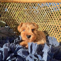 Larry - Wheaten male Miniature Schnauzer puppy in Big Point, Mississippi from Lorraine's Miniature Schnauzers