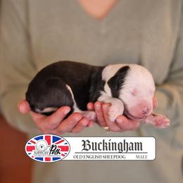 Buckingham - Gray and white male Old English Sheepdog puppy in Cleveland, Tennessee from Narrow Path Old English & Sheepadoodles