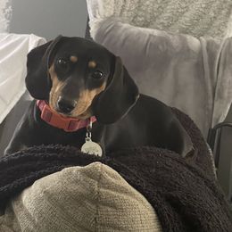 Maggie - Dachshund