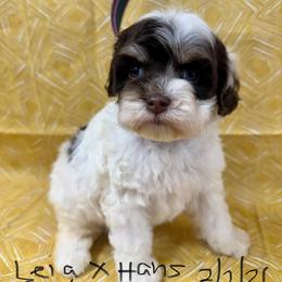 Leia ch-wh Parti - Brown and white female Cockapoo puppy in Haines City, Florida from Camic Cockapoos