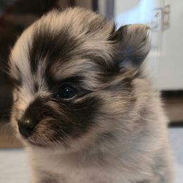 Chaos - Blue merle male Pomeranian puppy in Pickton, Texas from Mandy's Precious Poms