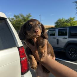 Dachshund Puppies from A Little Dach of Love