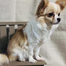 Izzy - Cream and white female Chihuahua puppy in Simpsonville, South Carolina from N&T's Chihuahuas