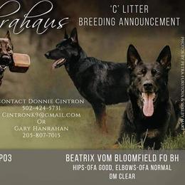 German Shepherd Puppies from Cintron K9