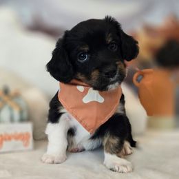 James Dean - Tri-color male Double Doodle puppy in Prescott Valley, Arizona from Ramirez Family Doodles