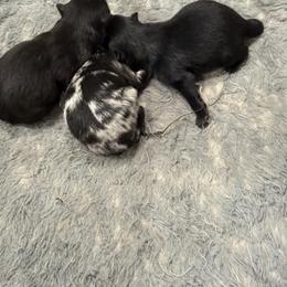 Wednesday - Black female Pomeranian puppy in Jackson, New Jersey from Peapod Pomeranians