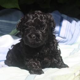 Russian Tsvetnaya Bolonka and Shih Tzu Puppies from Pink Lotus Kennels