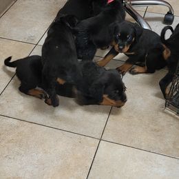 Rottweiler Puppies from Von Haus of Pearl