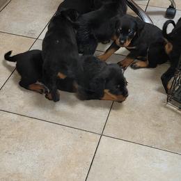 Rottweiler Puppies from Von Haus of Pearl