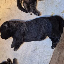 Boy 4 - Sable male German Shepherd puppy in Lake George, Colorado from High Country German Shepherds