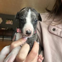 Girl 1 - Black brindle female Whippet puppy in Corry, Pennsylvania from Sara's Whippets