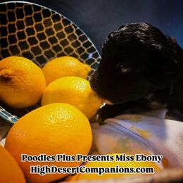 Aussiedoodle, Poodle, and Toy Australian Shepherd Puppies from High Desert Companions