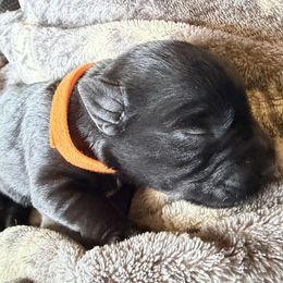Orange Collared - Black male Miniature Schnauzer puppy in Prescott, Washington from Winona Schnauzers