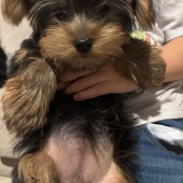 Lila - Black and tan female Yorkshire Terrier puppy in Haines City, Florida from MF_Yorkies