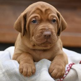 Vizslas from Smokey Mountain Vizslas
