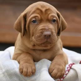 Vizslas from Smokey Mountain Vizslas