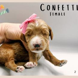 Confetti - Red  female Goldendoodle puppy in Hilton, New York from The House of Goldendoodle